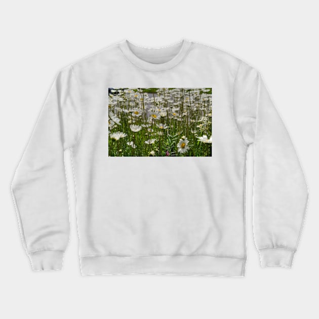 Roadside Daisies Crewneck Sweatshirt by Avalinart